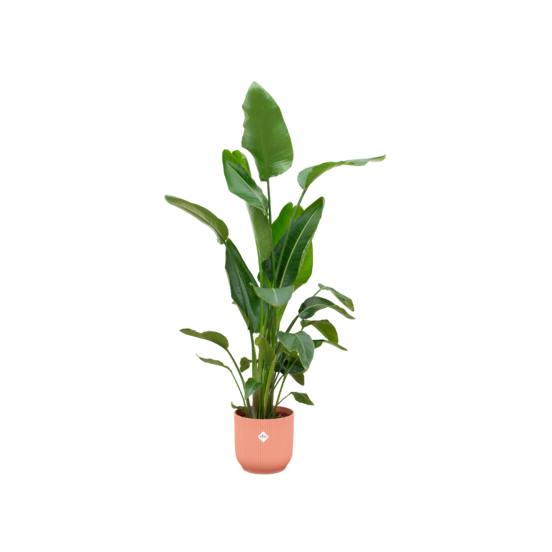 Strelitzia Nicolai - Plantes d'intérieur - Image 1