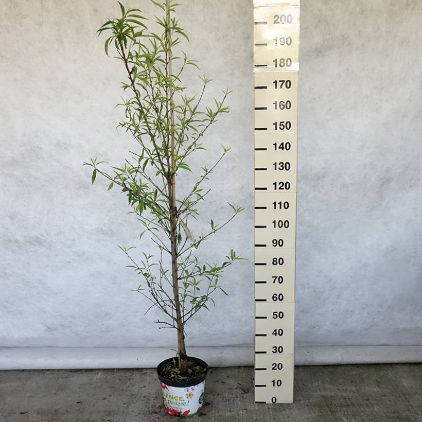 Pêcher à fleurs - Prunus persica Taoflora White Pot de 7,5L/10L, Baliveau - Image 2
