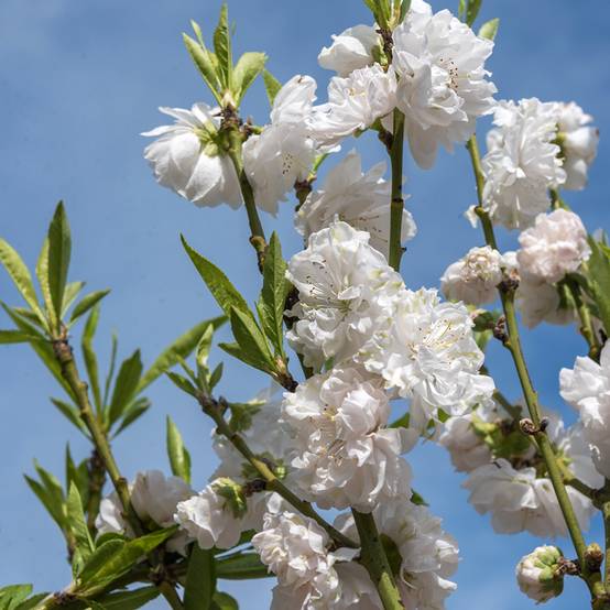 Pêcher à fleurs - Prunus persica Taoflora White Pot de 7,5L/10L, Baliveau - Image 1