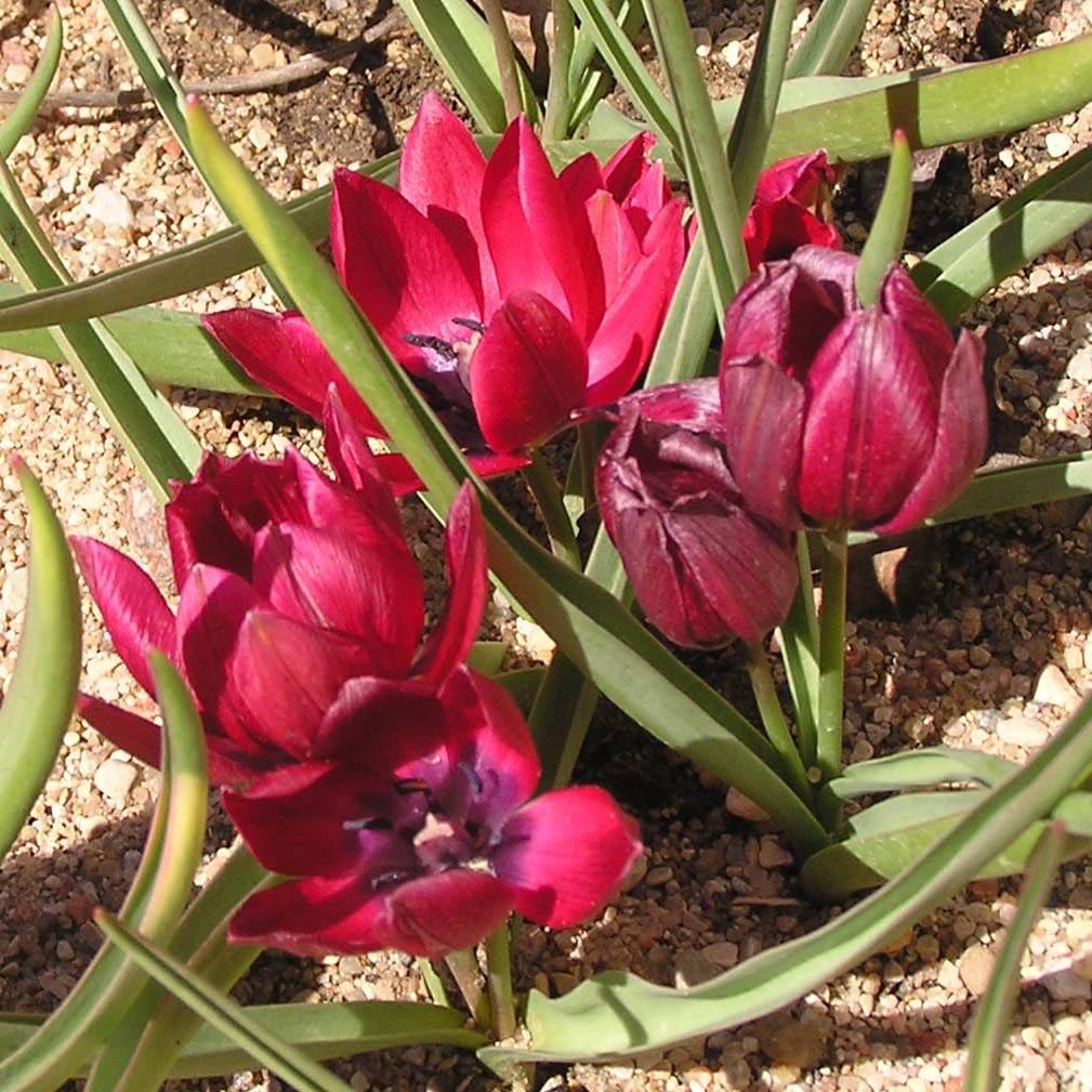 Promesse de Fleurs - Tulipe botanique humilis Lilliput Bulbe calibre 6+ (par 10)