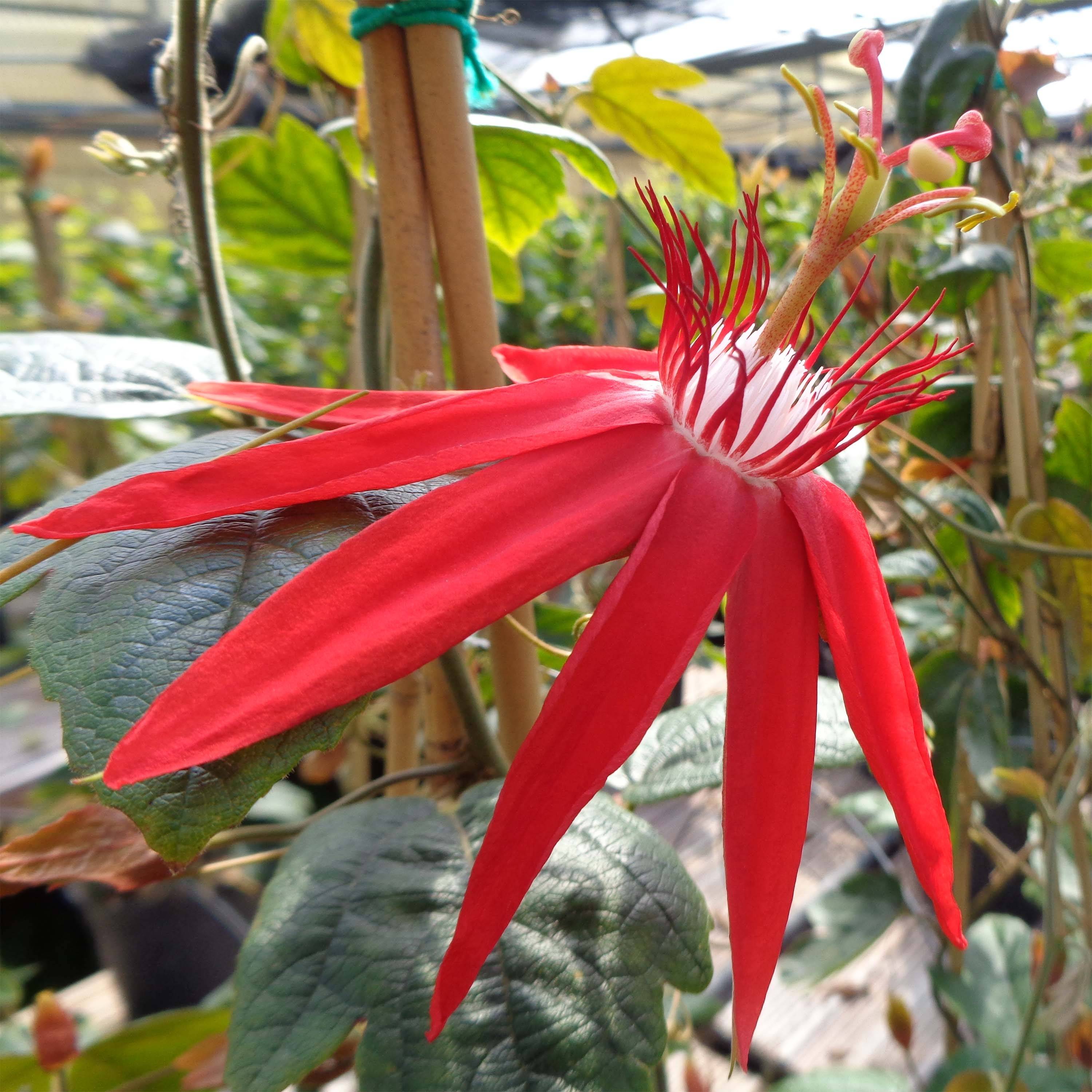 Promesse de Fleurs - Passiflora vitifolia - Passiflore à feuilles de vigne Pot de 2L/3L