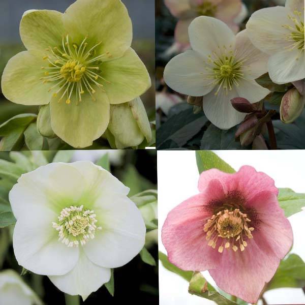 Promesse de Fleurs - Collection de 4 Héllebores - Collection de 4 plantes
