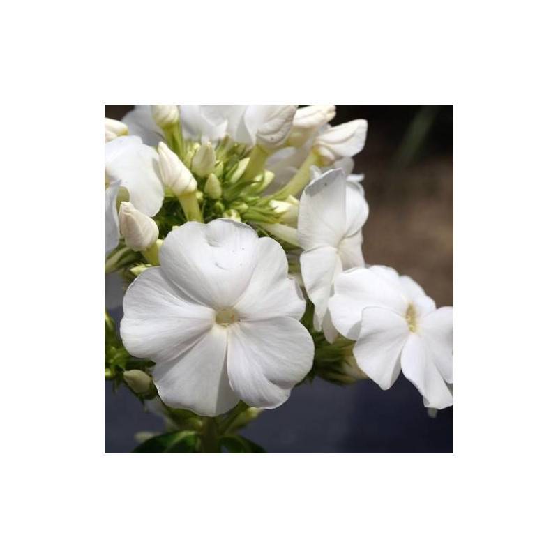 Phlox paniculé White Sparr à fleurs Blanche/ - feuillage Caduc - Godet - 5/20 cm - Image 1