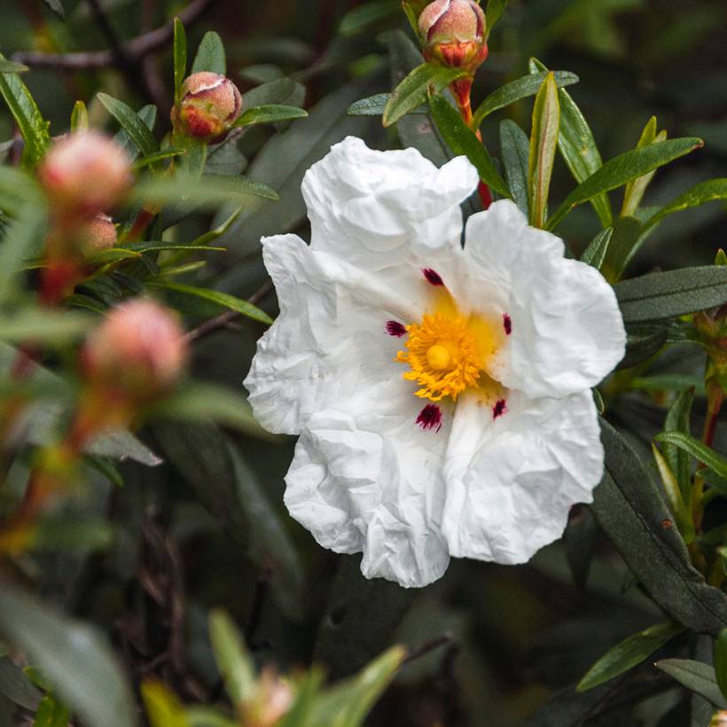 Promesse de Fleurs - Cistus (x) loretii - Ciste à feuilles étroites Pot de 2L/3L