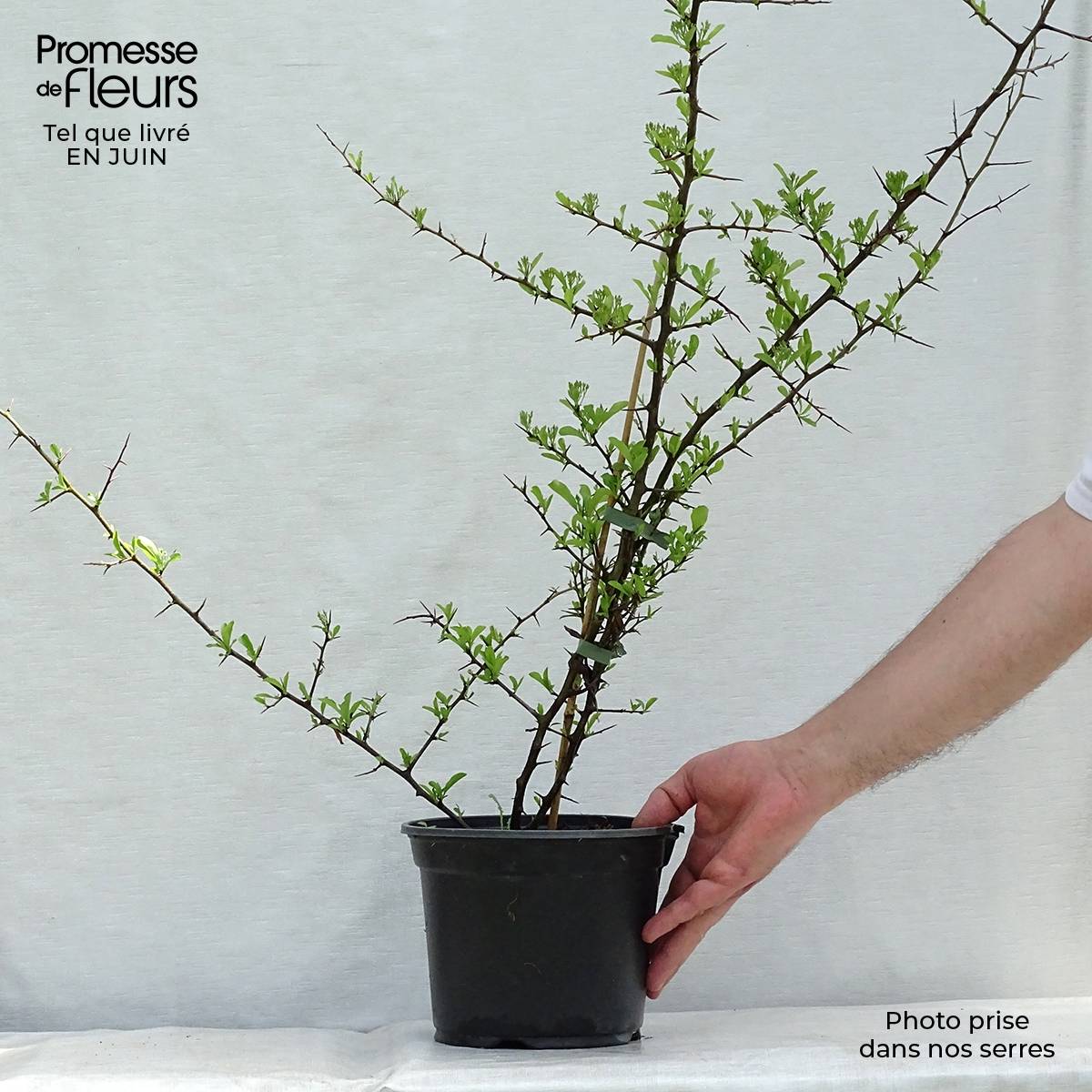 Pyracantha Orange Glow - Buisson ardent  Pot de 2L/3L - Image 2