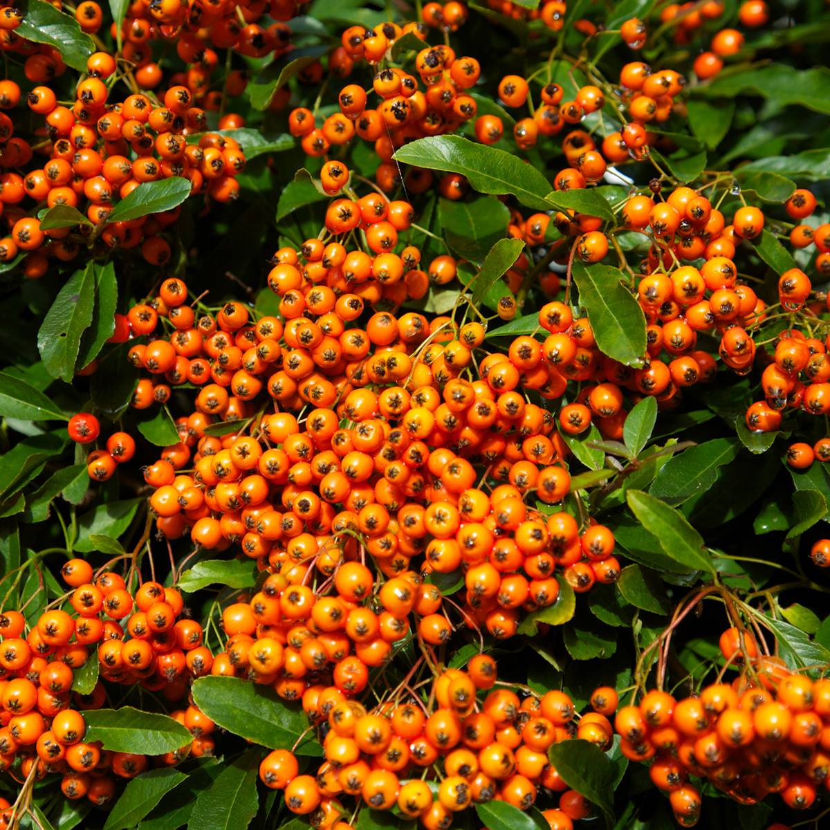 Pyracantha Orange Glow - Buisson ardent Pot de 2L/3L