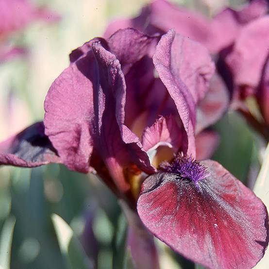 Iris germanica Candy Apple - Iris Lilliput ou nain Godet de 8/9 cm