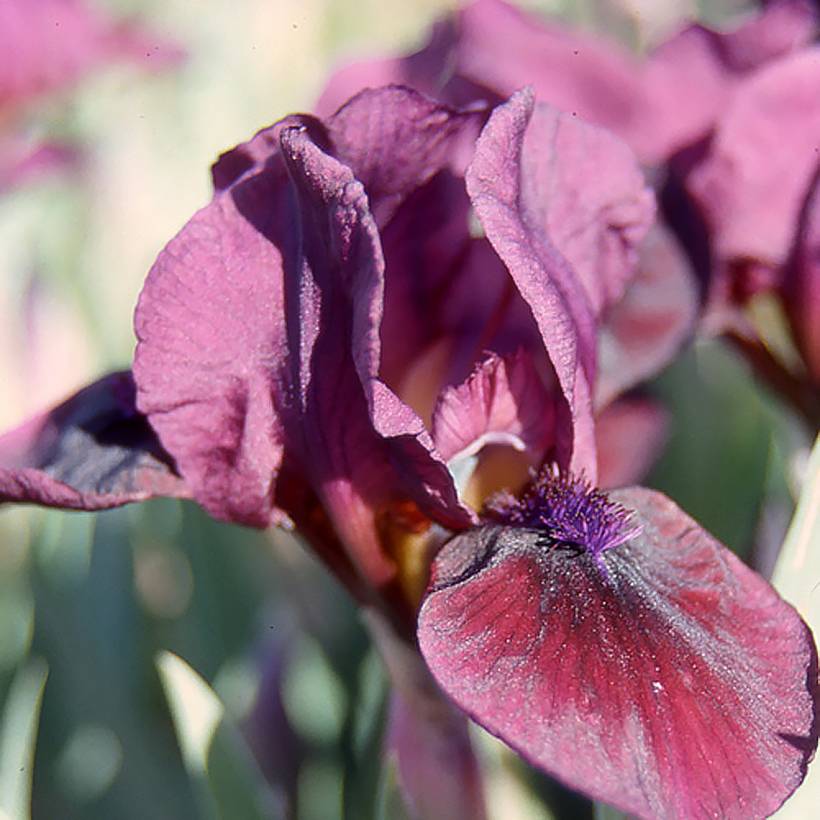 Iris germanica Candy Apple - Iris Lilliput ou nain  Godet de 8/9 cm