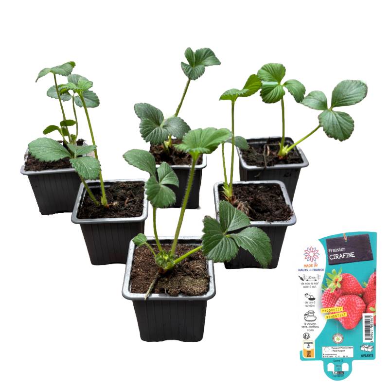 Fraisier cirafine, Lot de 6 godets 7cm