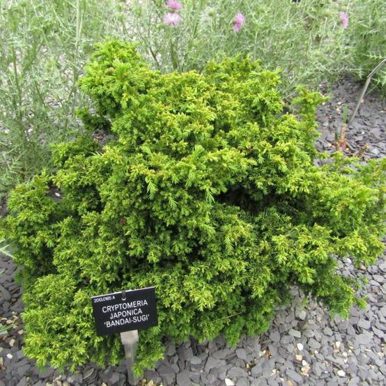 Cèdre du Japon Bandai Sugi, Cryptomeria - Pot de 3L - 20/40 cm - Image 1