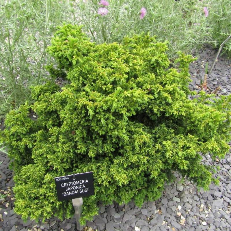 Cèdre du Japon Bandai Sugi, Cryptomeria - Pot de 3L - 20/40 cm