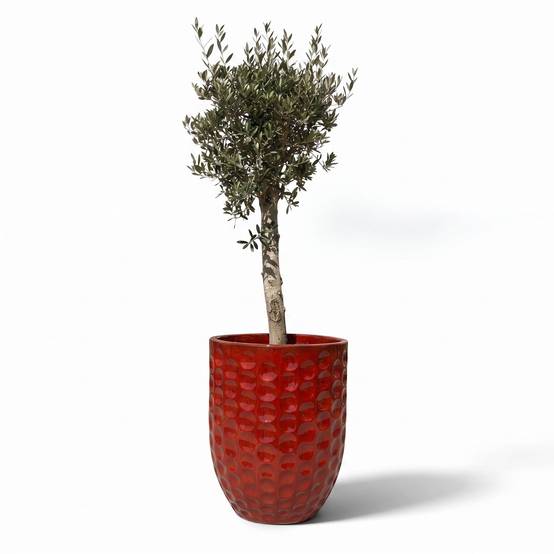 Lot olivier + pot MEROVEE 55x65cm rouge tropical, fait main en terre cuite émaillée