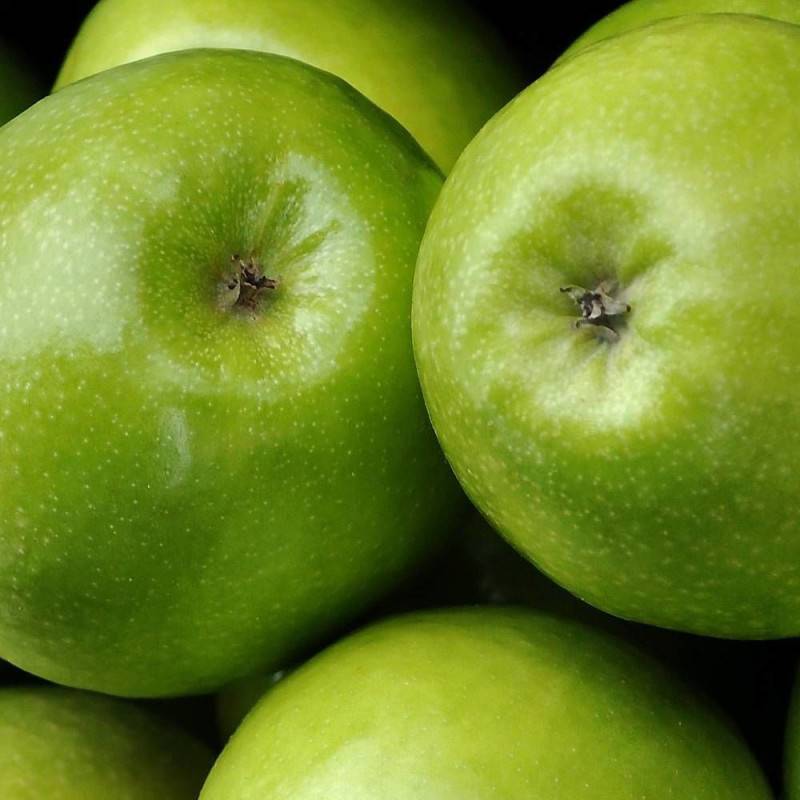 Pommier Granny Smith - Bon rendement - Pot de 15L - Palmette oblique - 150/175 cm - De 3,00 m à 5,00 m - Image 7