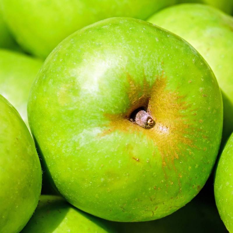 Pommier Granny Smith - Bon rendement - Pot de 15L - Palmette oblique - 150/175 cm - De 3,00 m à 5,00 m - Image 1