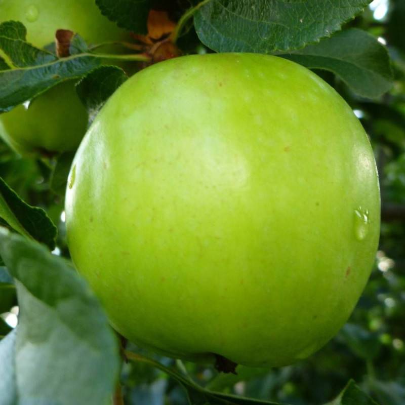 Pommier Granny Smith - Bon rendement - Pot de 15L - Palmette oblique - 150/175 cm - De 3,00 m à 5,00 m - Image 8