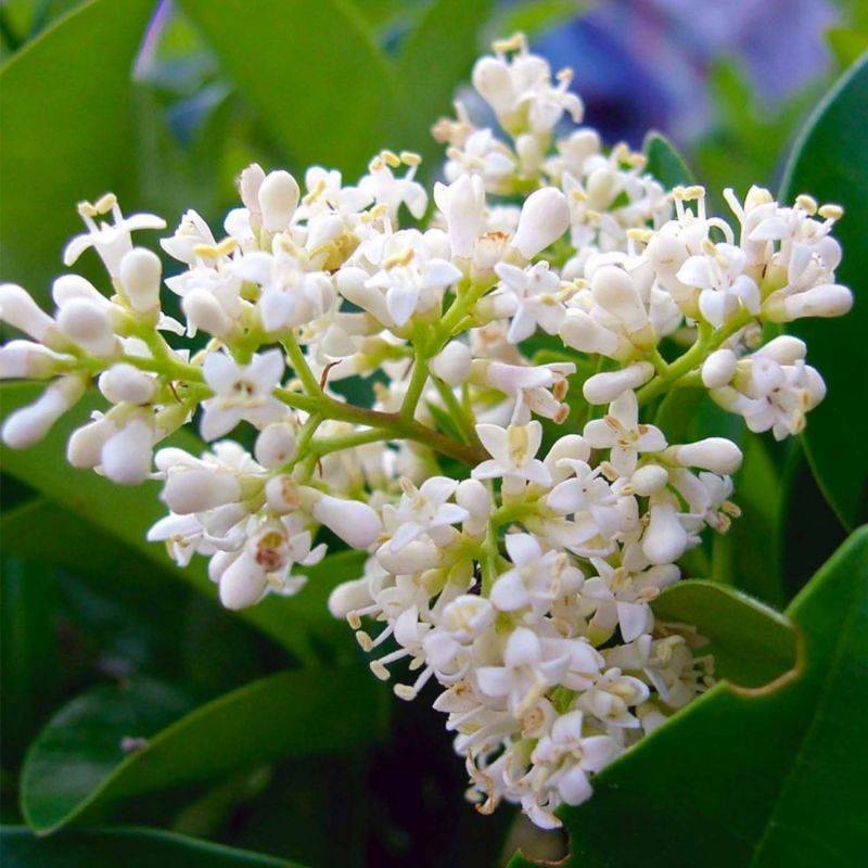 Troène du Japon (Ligustrum japonicum) - Godet - Taille 10/15cm - Pépinières Naudet