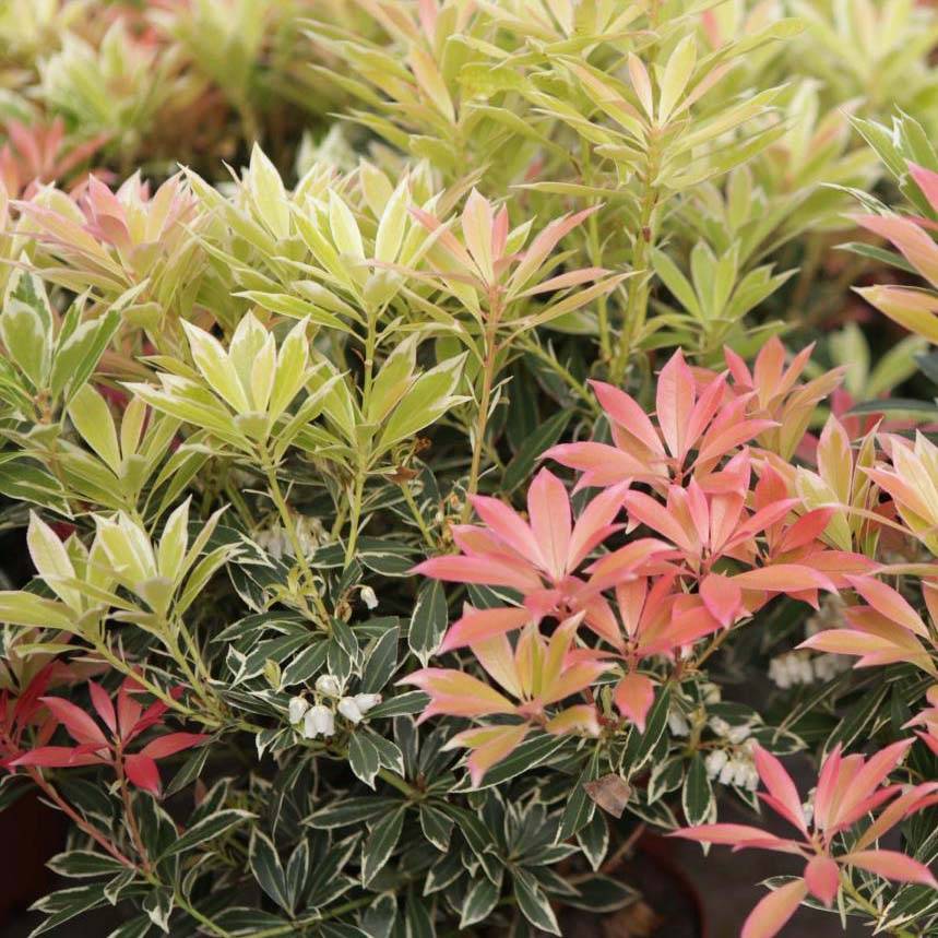 Andromède du Japon - Pieris japonica Flaming Silver Pot de 4L/5L - Image 1