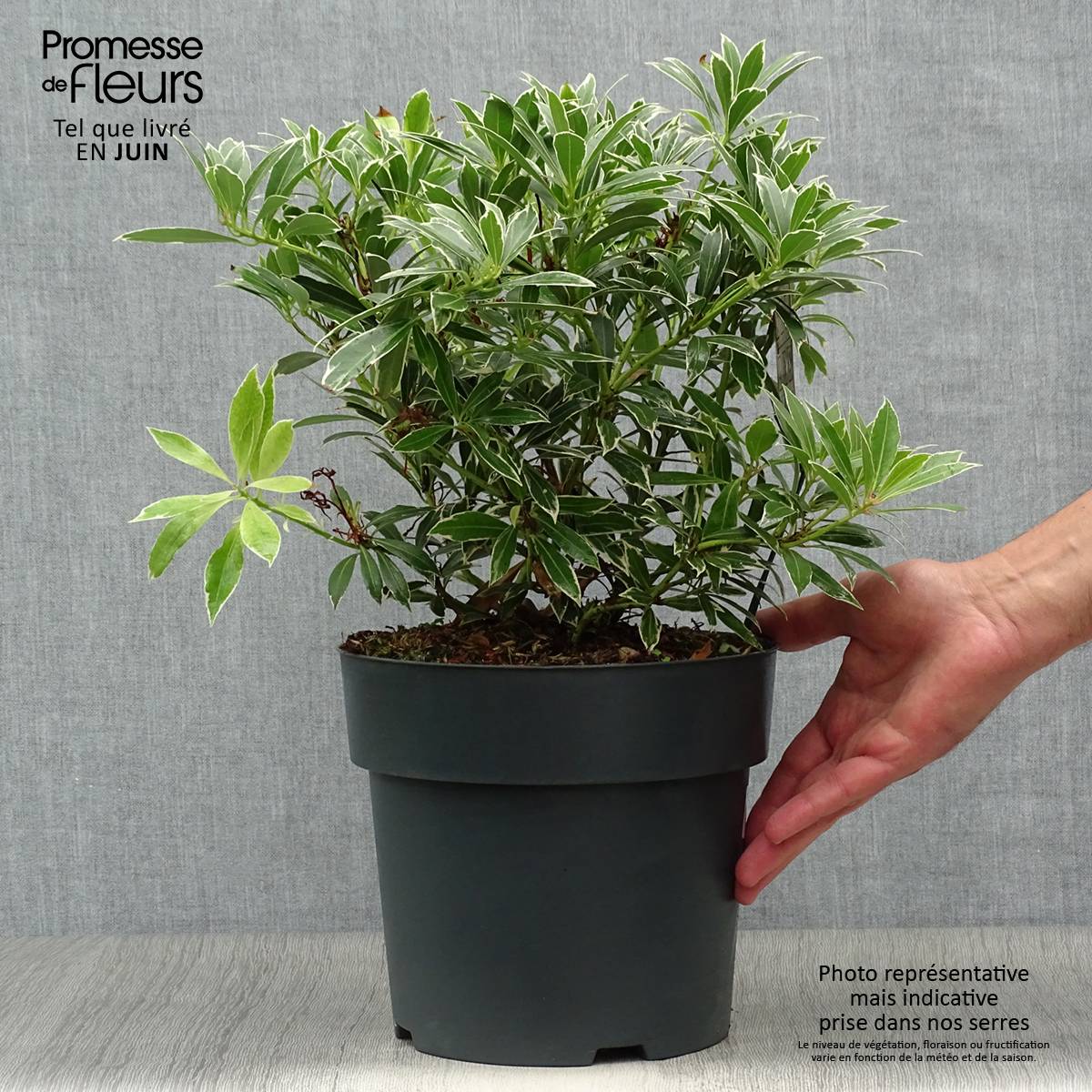 Andromède du Japon - Pieris japonica Flaming Silver Pot de 4L/5L - Image 2
