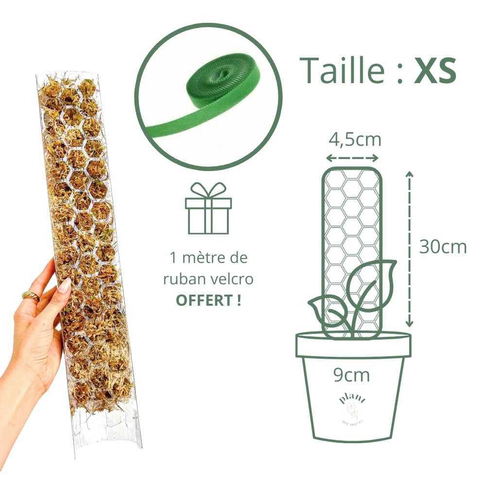 Tuteur pour plantes grimpantes transparent - Pack x3 + velcro offert - Taille S (Monstera, Pothos) - Image 9