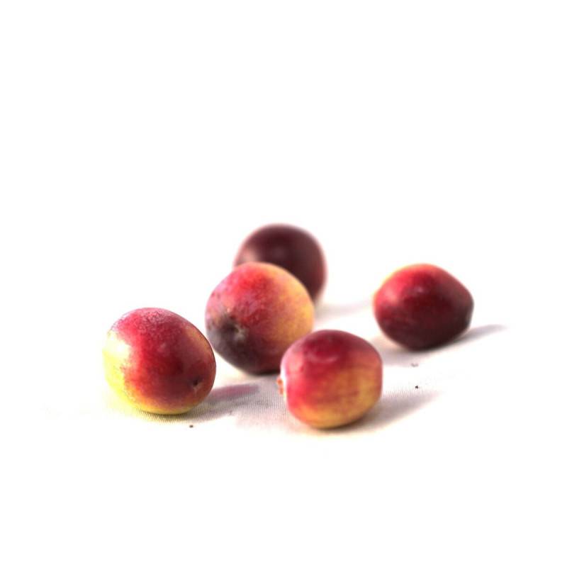Canneberge à gros fruits, Airelles, Cranberry Howes à fleurs Rose - feuillage Semi-Persistant - Godet - 5/10 cm- hauteur à maturité De 1,00 m à 1,50 - Image 5