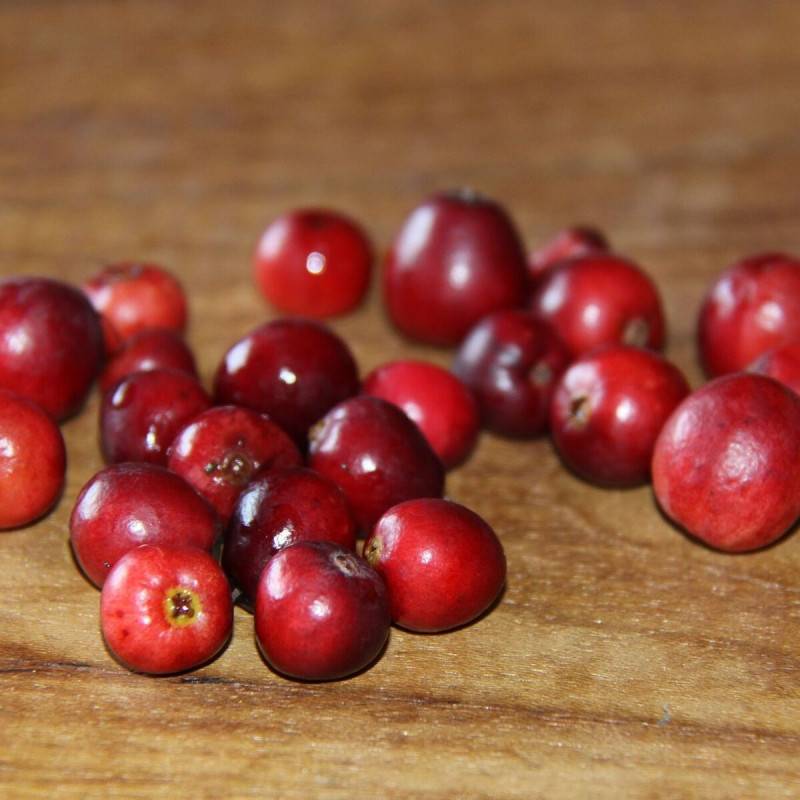 Canneberge à gros fruits, Airelles, Cranberry Howes à fleurs Rose - feuillage Semi-Persistant - Godet - 5/10 cm- hauteur à maturité De 1,00 m à 1,50 - Image 6