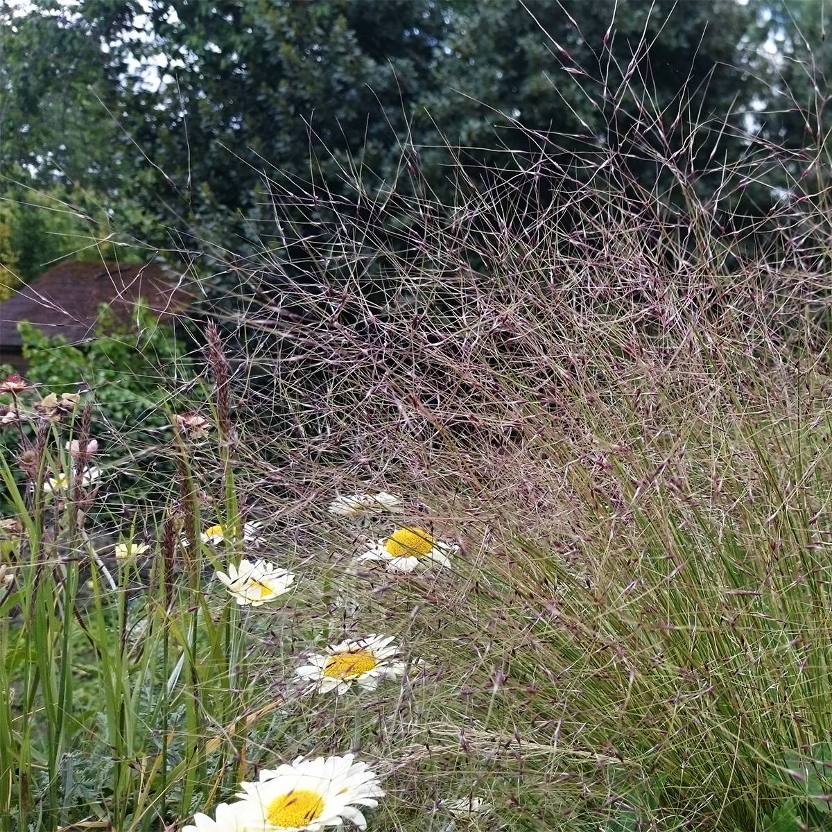 Promesse de Fleurs - Stipa trichotoma Palomino - Stipe à feuilles dentées Godet de 8/9 cm