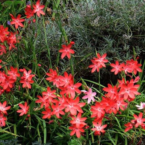 Promesse de Fleurs - Schizostylis coccinea Major, Lis des Cafres Godet de 7/8 cm