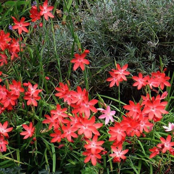 Promesse de Fleurs - Schizostylis coccinea Major, Lis des Cafres Godet de 7/8 cm