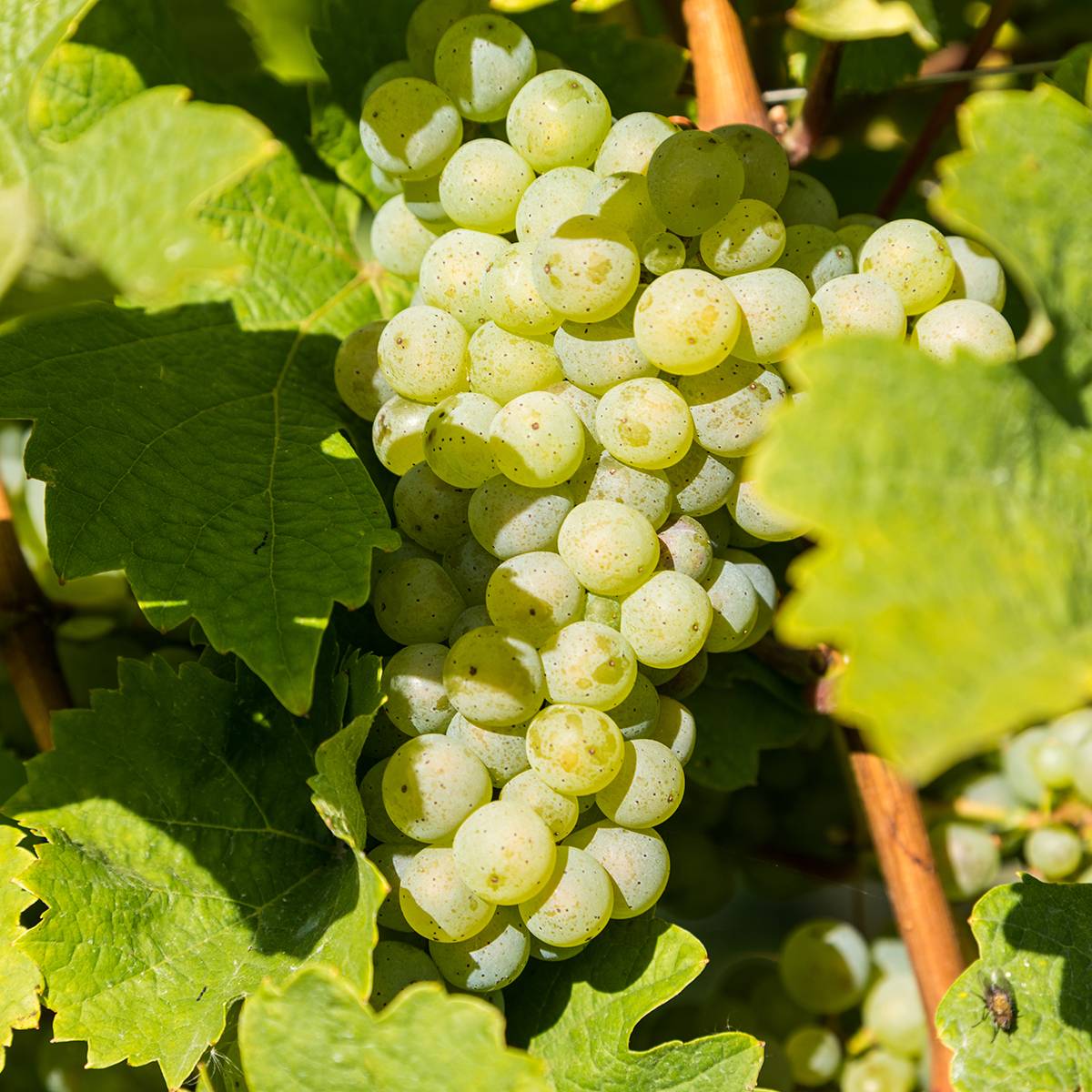 Promesse de Fleurs - Vigne de table Ambra - Vitis hybrida Pot de 1,5L/2L