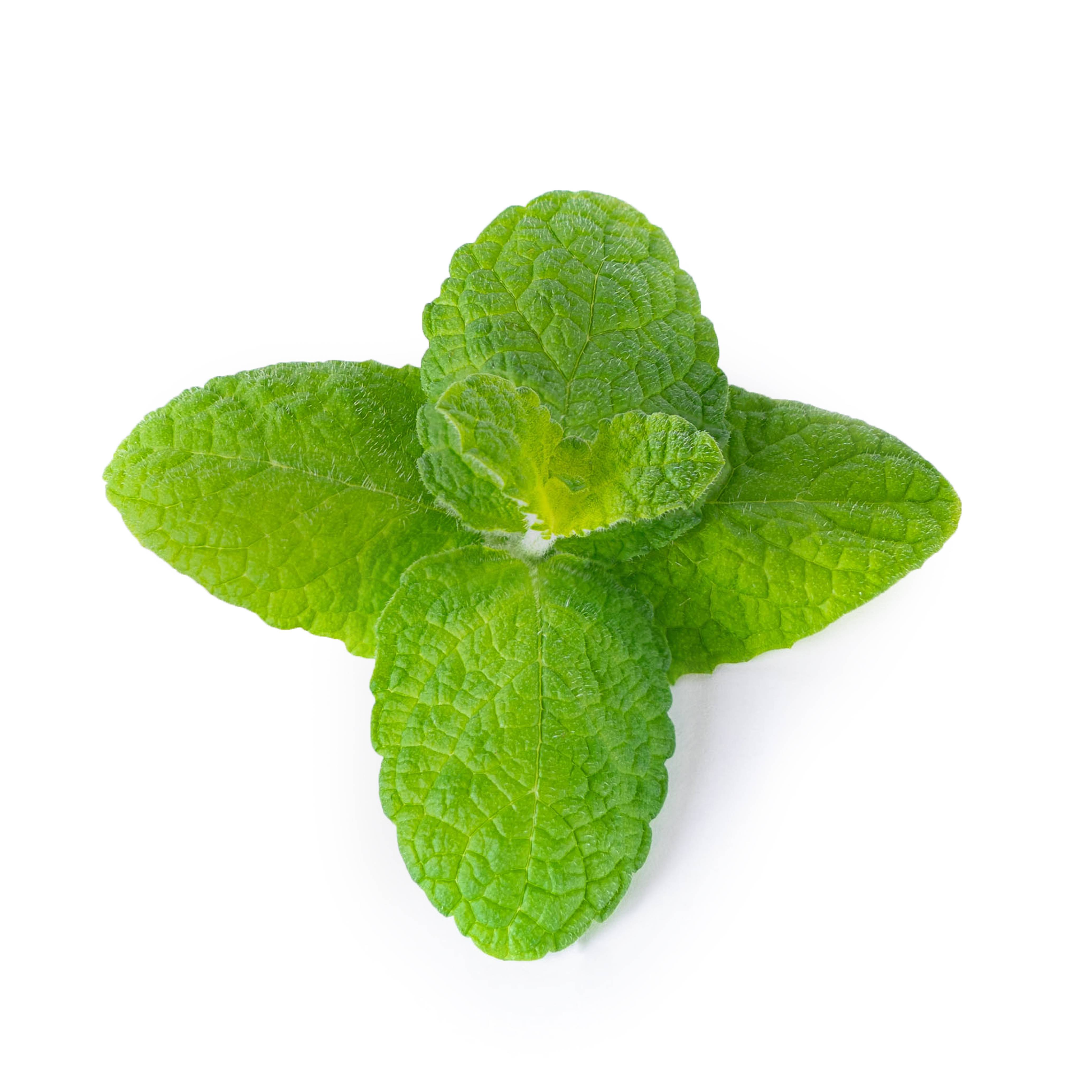 Veritable - Lingot Menthe Pomme - Recharge prête à l'emploi - Véritable - Image 2