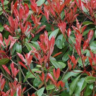 Photinia Little Red Robin en pot de 10L