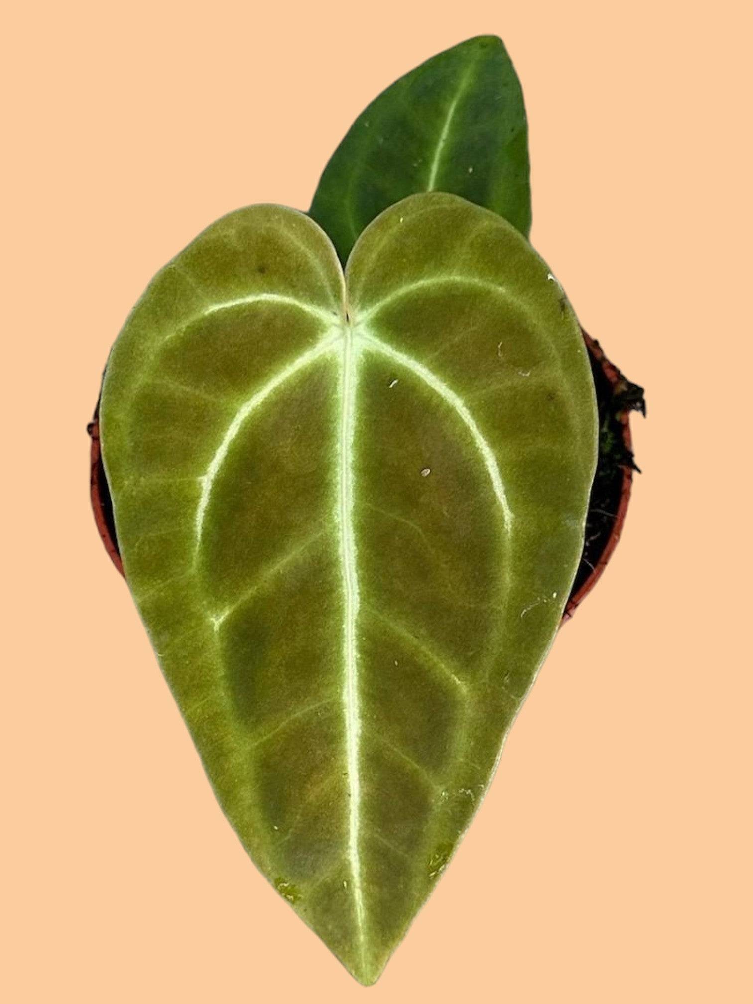 Anthurium Regale- La Green Touch