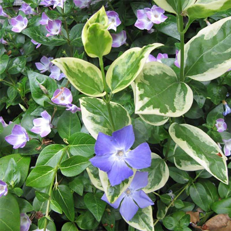 Vinca major Variegata - Grande Pervenche panachée Godet de 8/9 cm