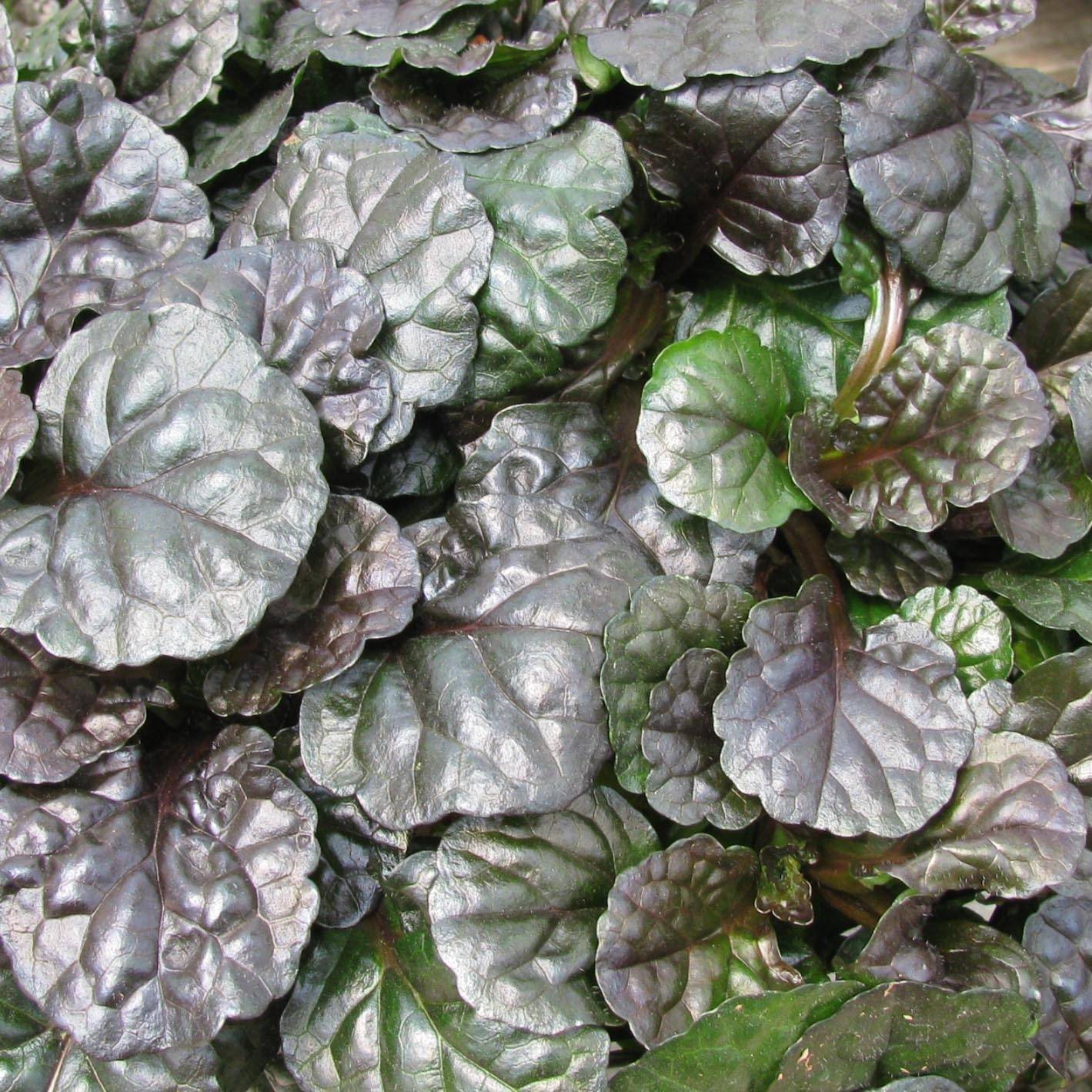 Promesse de Fleurs - Bugle rampante - Ajuga reptans Black Scallop Pot de 2L/3L