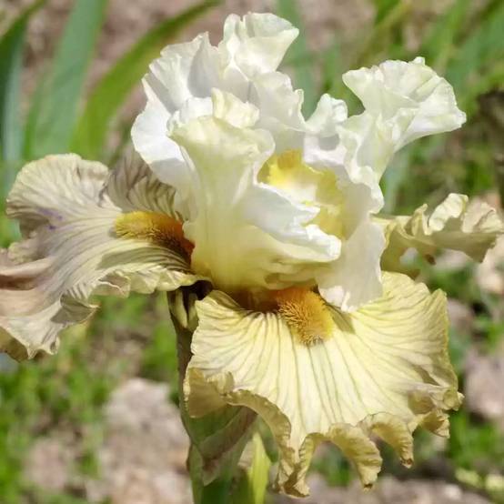 Iris germanica Leonin - Iris des Jardins Godet de 8/9 cm
