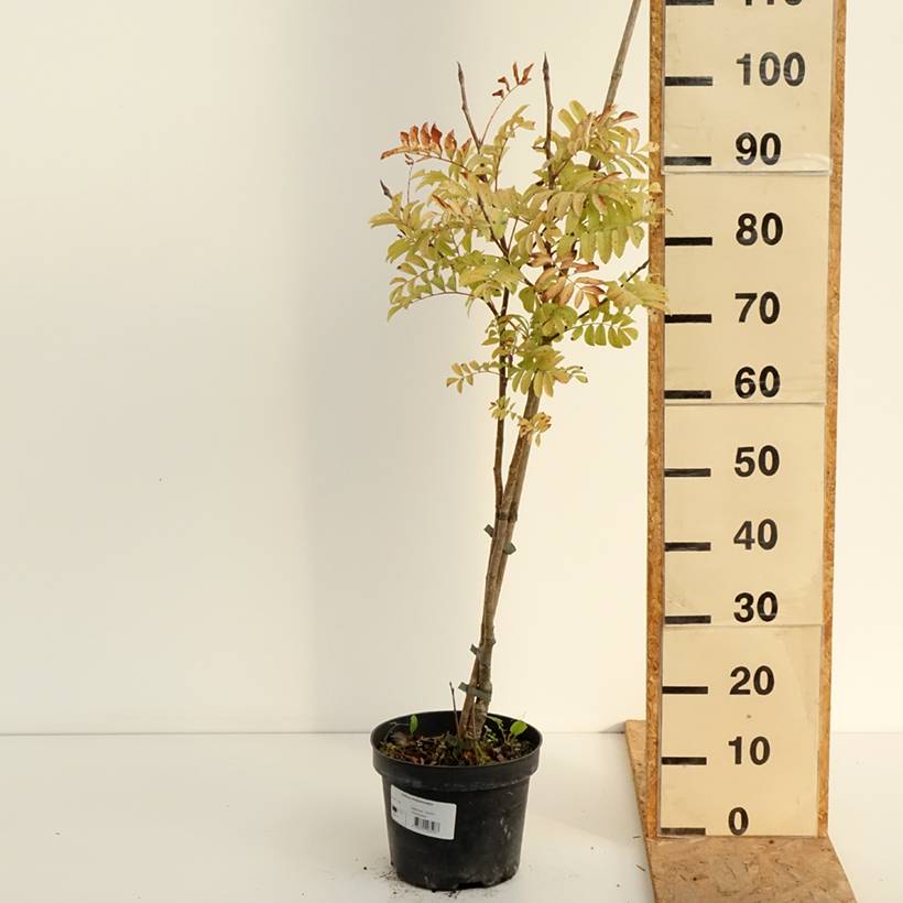 Sorbus matsumurana - Sorbier Pot de 4L/5L, Tige - Image 2