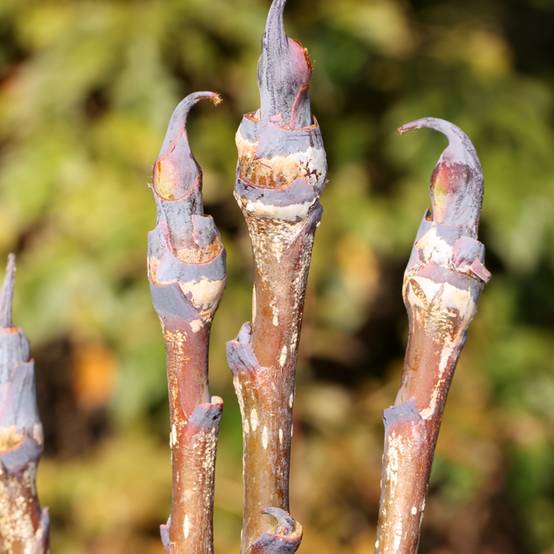 Sorbus matsumurana - Sorbier Pot de 4L/5L, Tige - Image 1