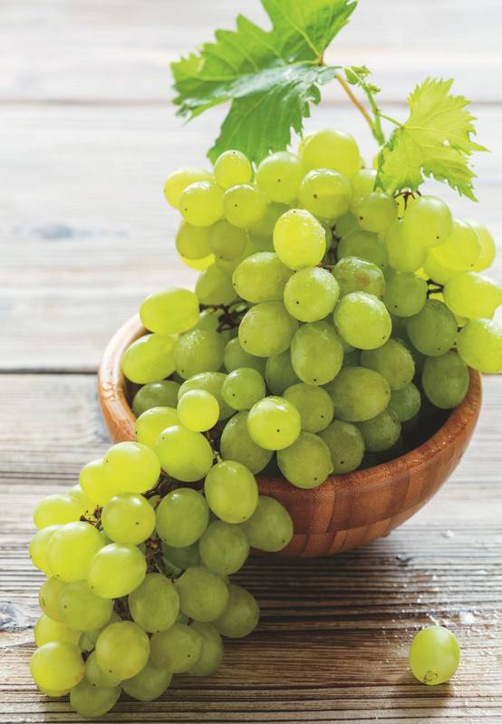 Vigne italia pot 1,3 l - Image 1