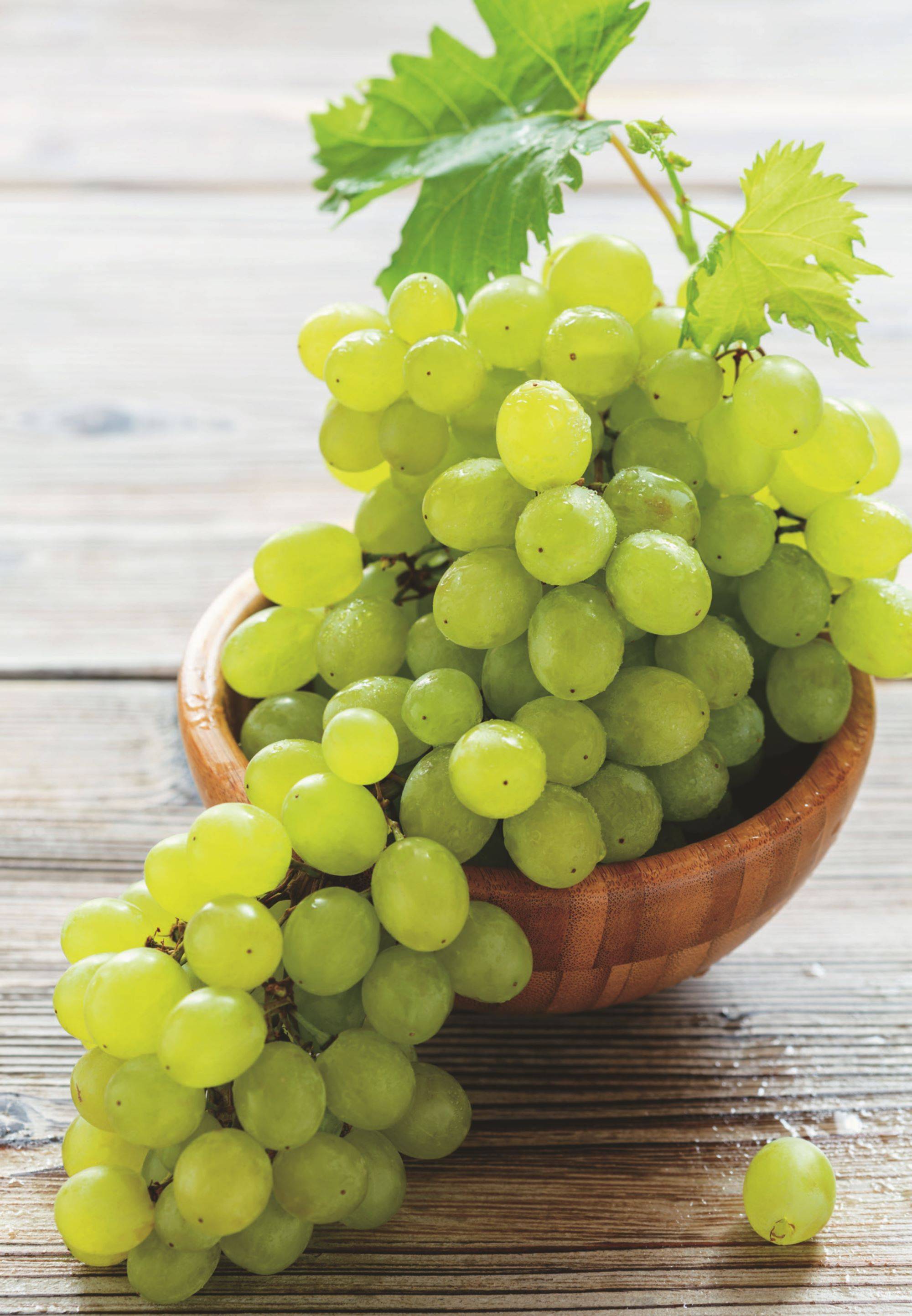 Vigne italia pot 1,3 l - Image 1