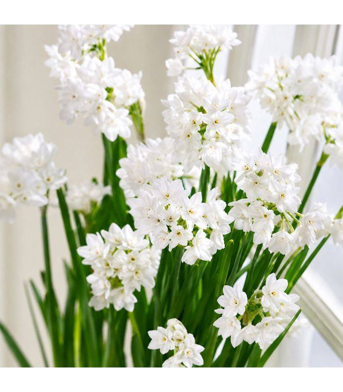 Narcisse Paperwhite Totus Albus Sgaravatti 5 bulbes blancs, adapté à la culture en intérieur et en massif - 617295 - Image 1