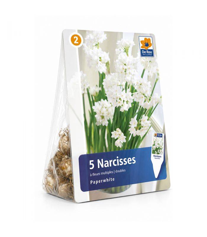 Narcisse Paperwhite Totus Albus Sgaravatti 5 bulbes blancs, adapté à la culture en intérieur et en massif - 617295 - Image 2