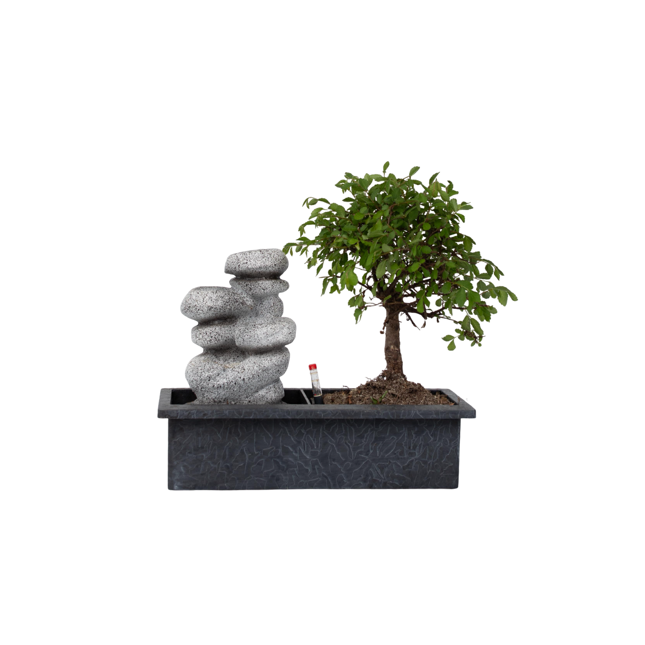 Bonsaï - Bonsai - Hauteur 25-35cm - ⌀29cm - Image 1