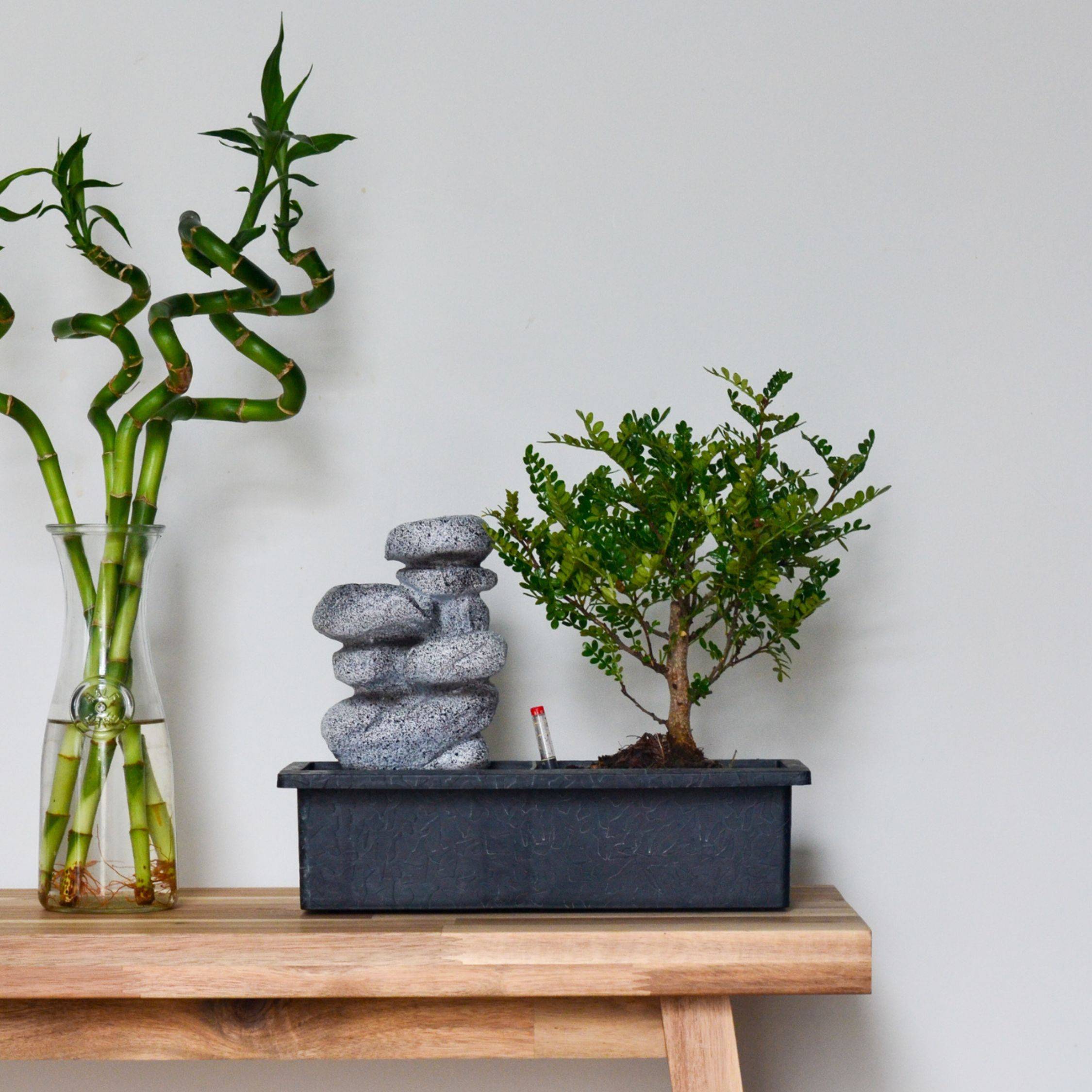 Bonsaï - Bonsai - Hauteur 25-35cm - ⌀29cm - Image 2