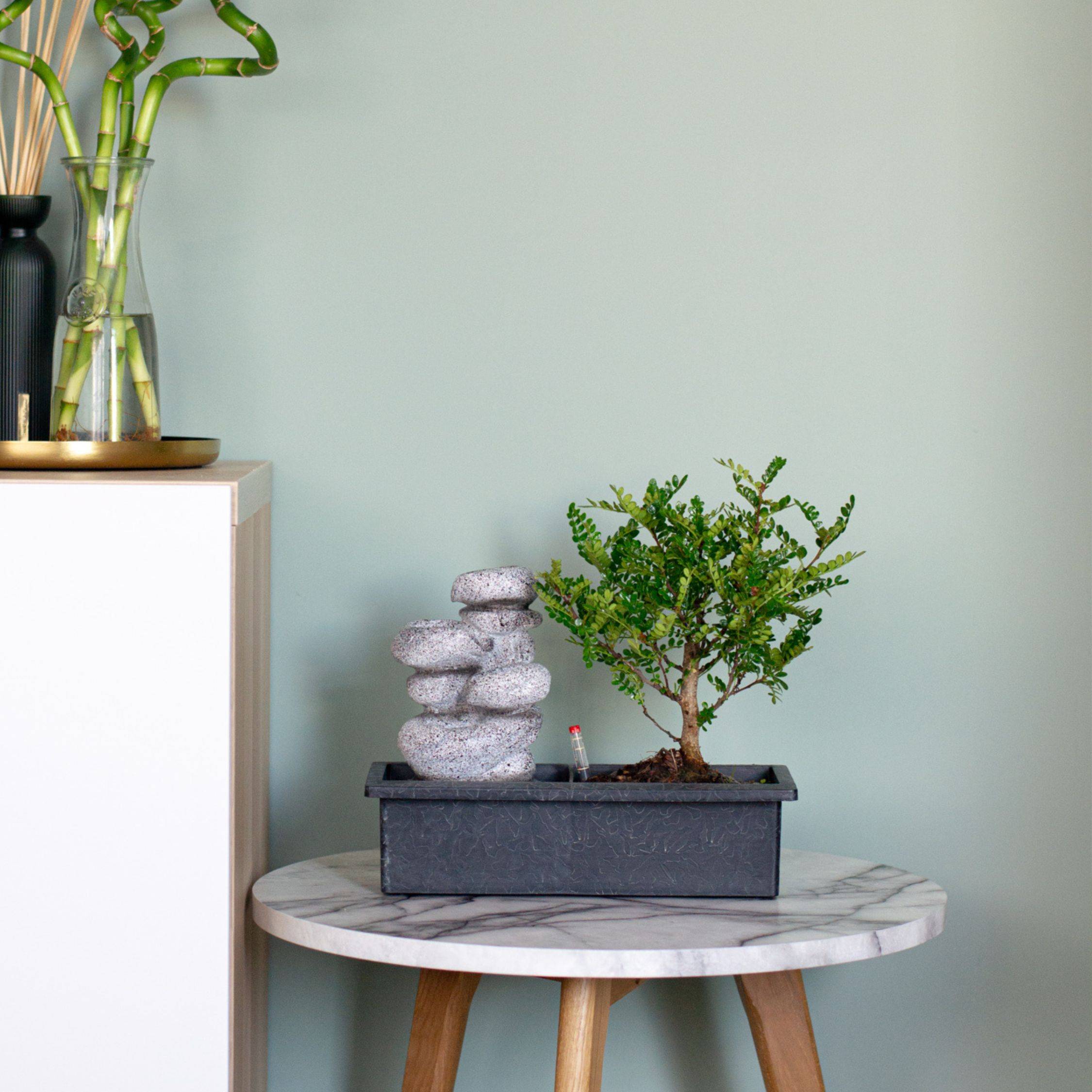 Bonsaï - Bonsai - Hauteur 25-35cm - ⌀29cm - Image 3