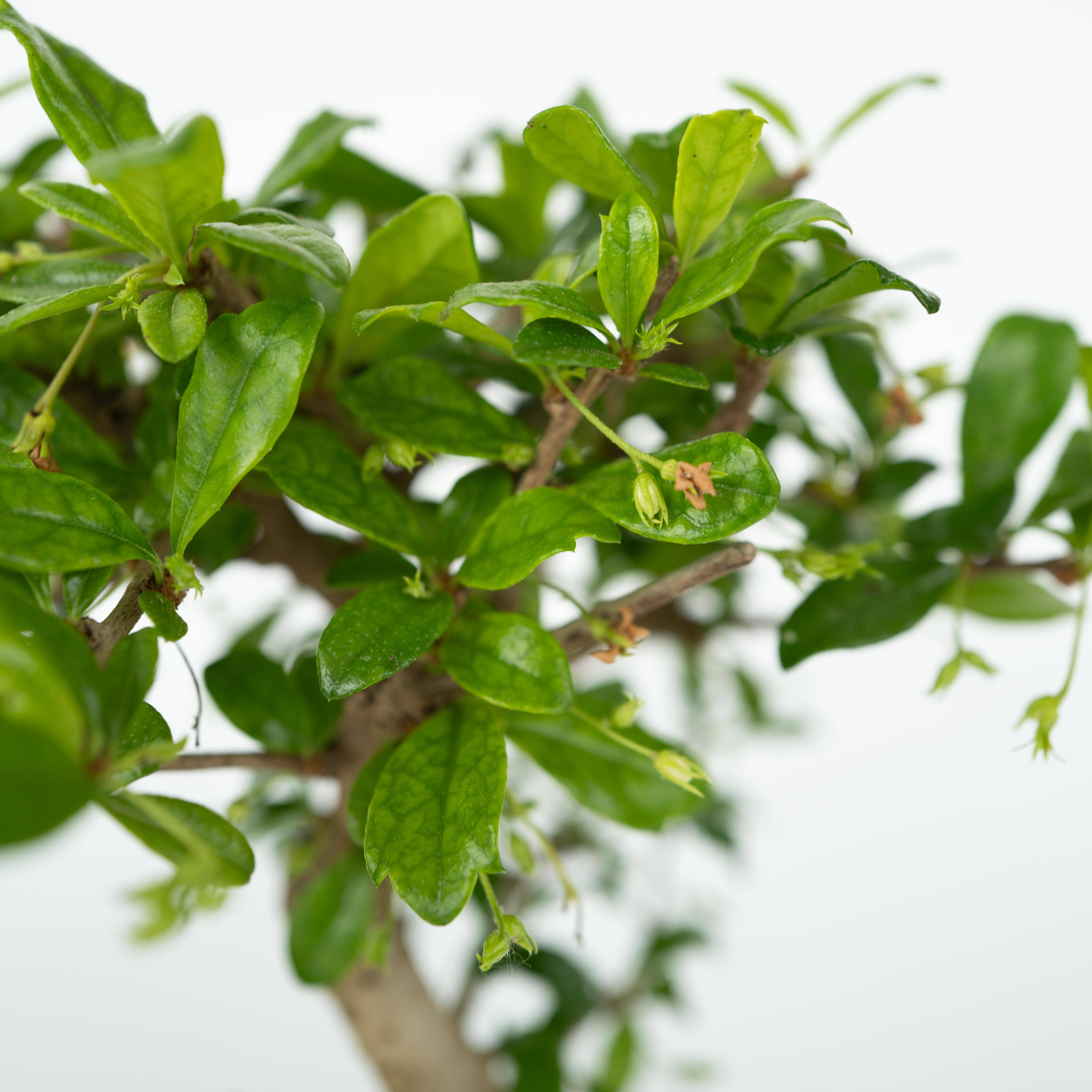 Bonsaï - Bonsai - Hauteur 25-35cm - ⌀29cm - Image 4