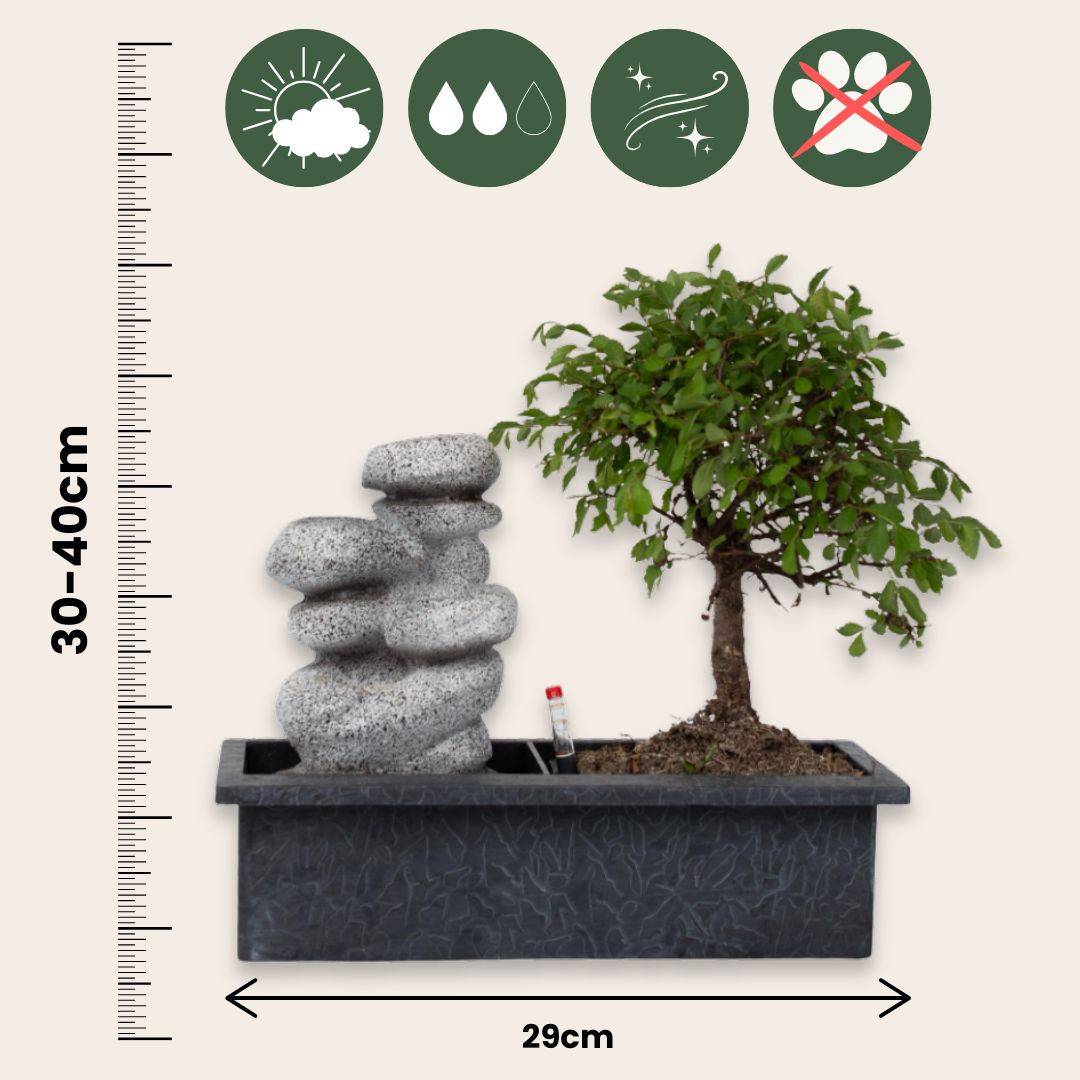 Bonsaï - Bonsai - Hauteur 25-35cm - ⌀29cm - Image 6