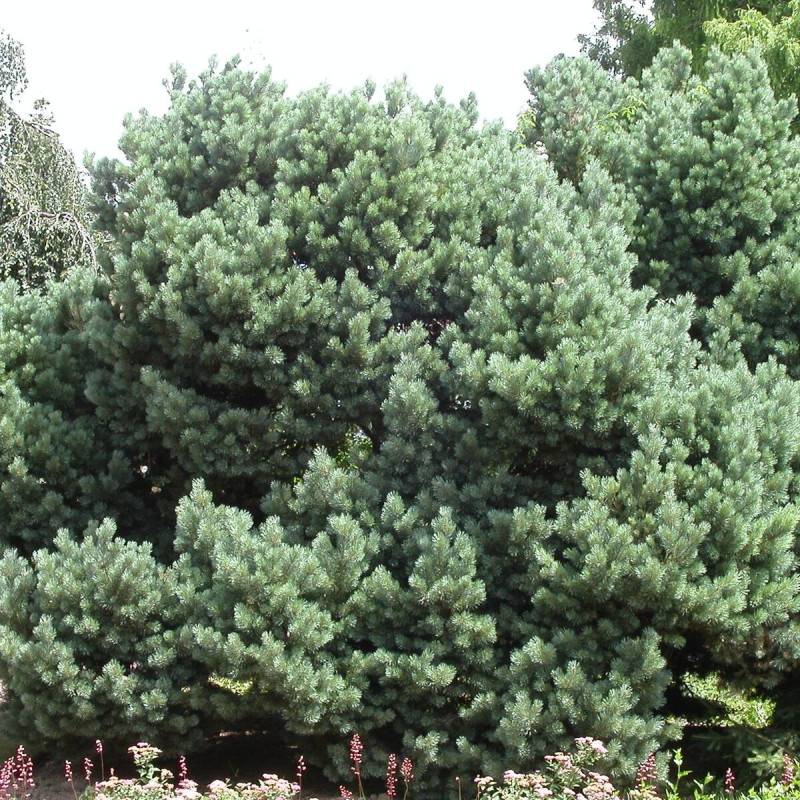 Pin sylvestre nain Watereri, Pinus - Pot de 5L - 40/60 cm - Image 1