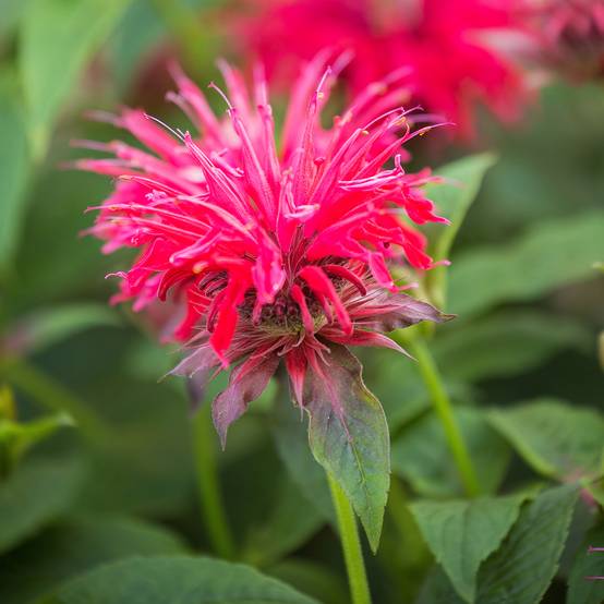 Monarde didyma Pink Supreme - Bergamote rose-rouge Pot de 1,5L/2L