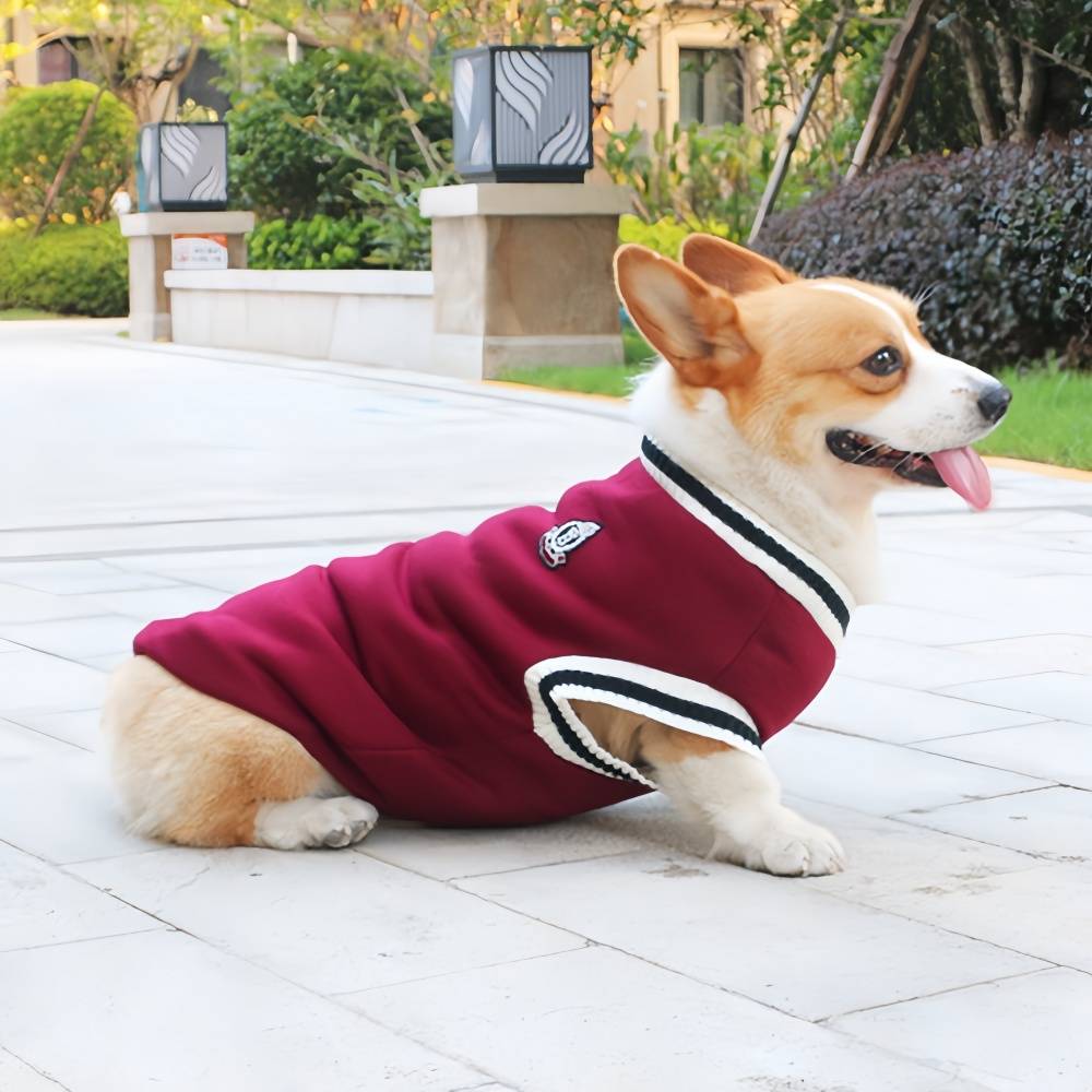 Pull chaud d'hiver pour chien S IntiMeg - Image 7