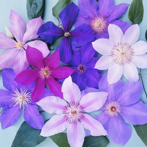 Gardenersdream - Mélange de 3 plantes grimpantes clématites - grandes plantes grimpantes à fleurs résistantes à l'hiver - GardenersDream - Image 1